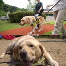 도그동물농장 이미지