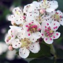 경화 양봉 이미지