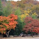 산에는꽃이피네 이미지