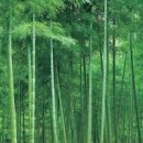 행복(幸福)