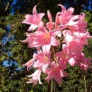 아마릴리스(Amaryllis)의 종류 이미지