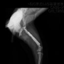펫츠나라 동물병원 네이버블로그