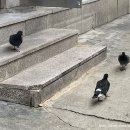 퀼QUIL 네이버블로그