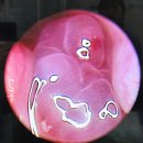 광명소방서 하안안전센터 | 광명동물병원｜강아지 코막힘·코피 원인 찾기!