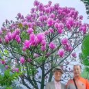 대한민국 고엽제전우회 이미지