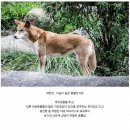 도그맘 Daum카페