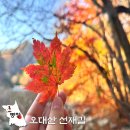 신도목장 | 오대산 선재길 트레킹 주차장 버스 2025 강원도 평창 단풍 끝