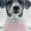 해피애견 미용실 이미지