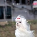 개이쁘다 이미지