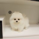 착한애견분양강아지 수원광교본점 이미지