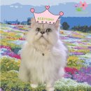 백현 동물병원 | 근황. 9살 생일. 고양이 치료일지(신부전아이 전발치 수술후기, 치흡, 치주염) 백현동물병원, 서공동물병원