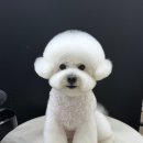 댕댕읍 멍멍리 네이버블로그