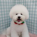 펫피파니 이미지