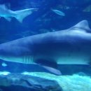 아쿠아수족관 이미지