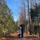 청송민박 | 영덕 1박2일 무계획 여행 2편🌊 대진해수욕장•영덕메타세콰이어길•안동찜닭밀키트