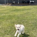 호야별 애견유치원 이미지