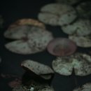미래수입