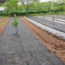 방초농장 이미지