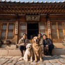 하슬라동물병원 | 가족 효도여행, 반려견 동반 가능한 국내 명소