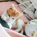 누네띠네헤어