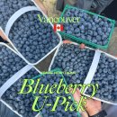 유픽(U-PICK) | 밴쿠버 랭리 블루베리🫐 U-Pick 유픽체험 &amp; 수제 베리파이 먹기! (ft. Krause Berry Farms)