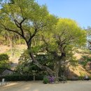 안동 도산서원(2026.4.25) 이미지