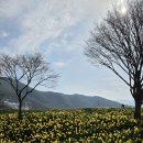 천은사 - 1455 | 구례 여행 지리산치즈랜드 수선화 만개, 천은사 후기