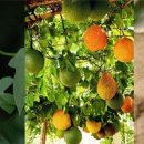 객 gac (momordica cochinchinensis)이란 천국의 열매'라고 알려져 있는 동남아가 원산지인 약용식물~(물) 이미지