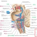 엘림학당 10강 예습(10/13) - 뇌12신경 이미지