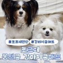 여름맞이 준비 완료! 포르페 롱앤쿨 강아지쿨매트 사용 후기