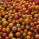 토마토로 쥬스 만들기 이미지