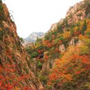 설악산 비선대 단풍=단풍, 폭포, 계곡 다 한 번에 본다" 국내 3대 계곡 품은 ‘가을 산행 코스’ 이미지