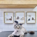 잔다냥 이천점 이미지