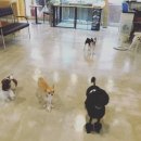 달중이네 이미지