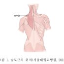 경근 학회에서 알아보는 목 통증, 두통의 원인 (1) -Trapezius- 이미지