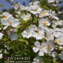 금성반점 - 성남시 수정구 성남대로1390번길 10 | 금성반점