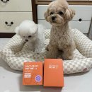 닥터바이엔자임 2.0 체험 후기