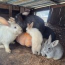 일만농장 이미지