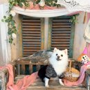 루이비독 이미지