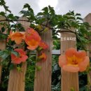 진도상설전통시장 이미지