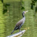 WINGS
