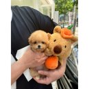 광주강아지분양 애견분양 마마스미독 광주점 | 믿음을주는 친절한 애견샵 광주애견분양 광주강아지분양 마마스미독 애견샵 광주봉선점