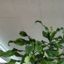 태평양공인중개사무소 이미지