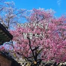 취운정 | 창덕궁 홍매화 실시간 개화현황 낙선재 성정각 포토스팟