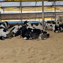 상하 금성목장 이미지