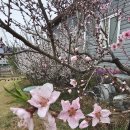 경춘로양골1길 | 111.04.05(일) 정례법회 및 교당의 풍경