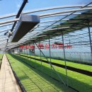 대산육묘장 이미지