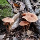 사기막골공원 이미지