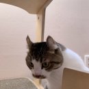 에어묘앤비 이미지