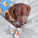 어썸펫 동물병원 이미지